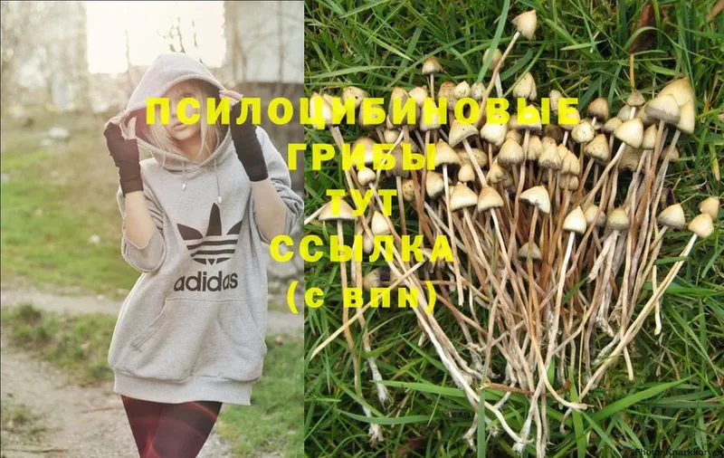 Псилоцибиновые грибы MAGIC MUSHROOMS  Бородино 